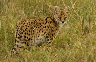 serval